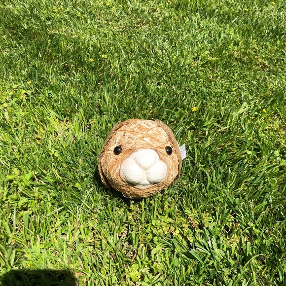 NWT Pier 1 Imports Decorative Natural Vase Filler - Picture 8 of 13